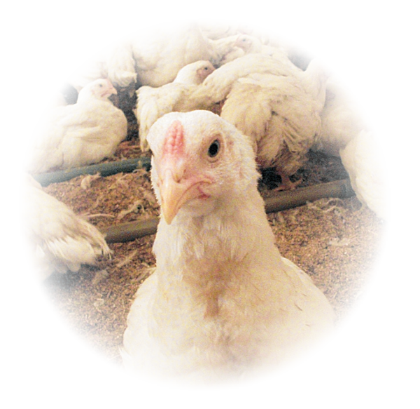 �X���C���[�W